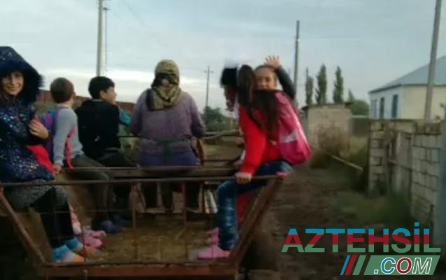Saatlı rayonunda məktəblilər dərsə at arabası ilə gedir – Video