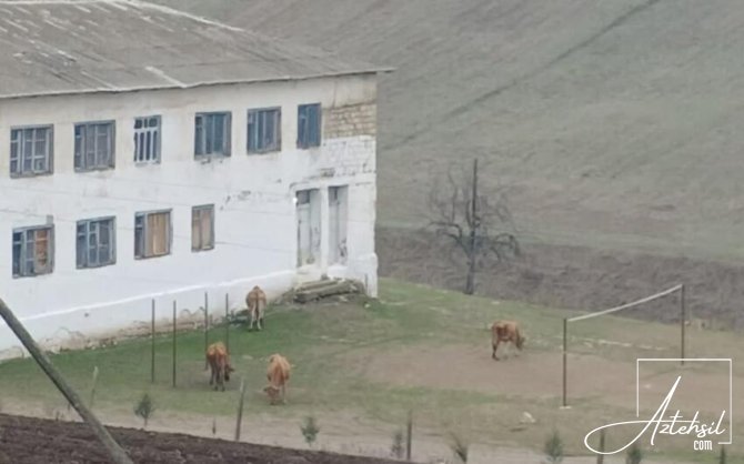 Cəlilabadda nəzarətsiz qalan məktəbin həyətində....- Ətraflı